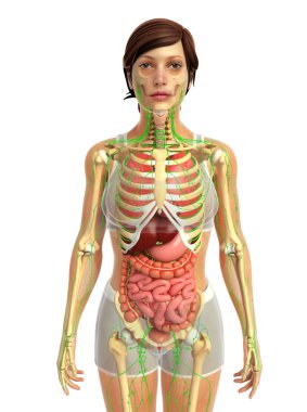 İnsan sindirim sistemi