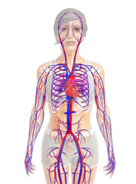 insan kalp anatomisi