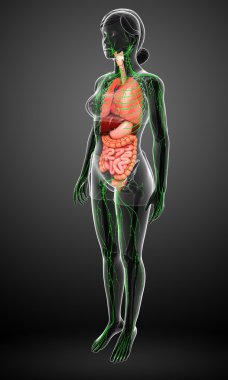 Lenfatik ve sindirim sistemi kadın bedeni sanat