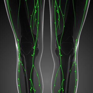 Lenfatik sistem insan vücudunun
