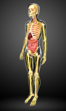 İnsan iskeleti ile sinir ve sindirim sistemi resimler