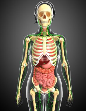 Lenfatik, iskelet ve sindirim sistemi kadın bedeni sanat