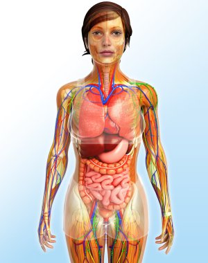 Lenfatik, iskelet, sinir ve dolaşım sistemi kadın Bo