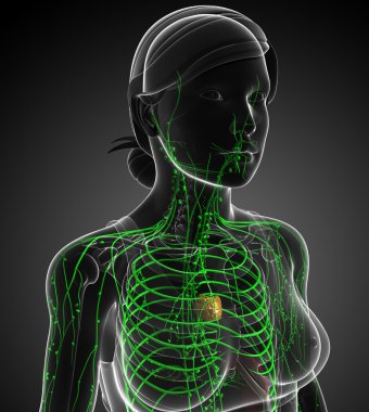Kadın bedeninin lenfatik sistem