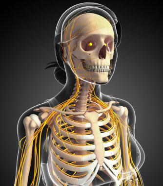 Kadın göğüs kafesi ve sinir sistemi sanat