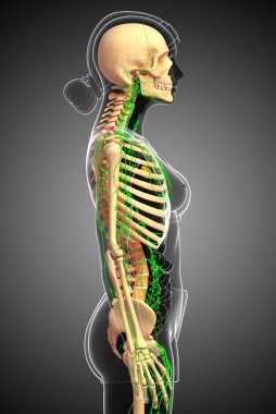 Lenfatik sistem kadın iskelet sanat