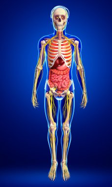 Erkek iskelet sinir ve sindirim sistemi resimler