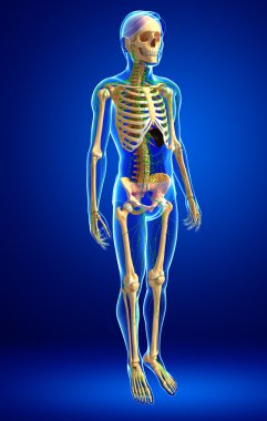 Lenfatik sistem erkek iskelet sanat