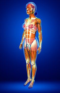 kadın kas anatomisi