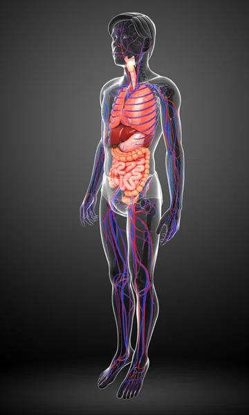 Sistema digestivo y circulatorio del cuerpo masculino — Foto de Stock