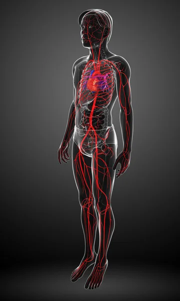 Manliga arteriella systemet — Stockfoto