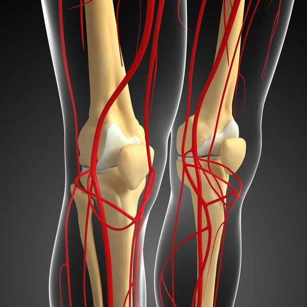 Układ krążenia człowieka kolana — Zdjęcie stockowe