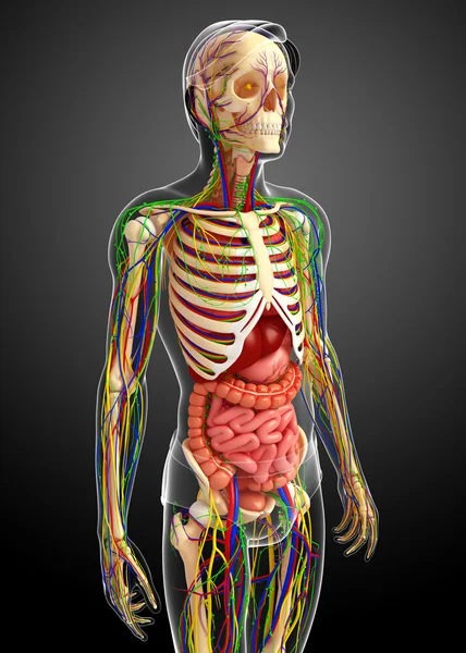 Lymfatický, kosterní, nervózní a oběhový systém mužské anat — Stock fotografie