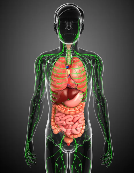 Lenfatik ve sindirim sistemi erkek vücut sanat
