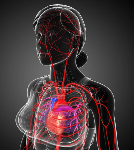 Kadın Arteryel sistemi — Stok fotoğraf