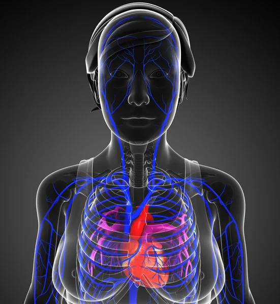 Human heart anatomy — Stock Photo, Image