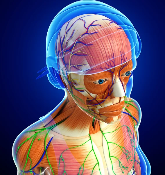 kadın kas anatomisi