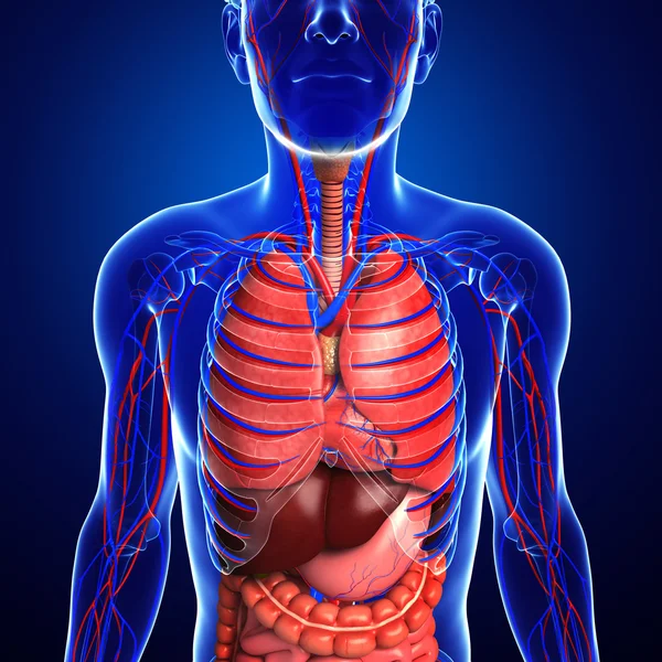 Sistema digestivo y circulatorio del cuerpo masculino — Foto de Stock