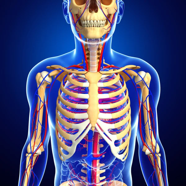 Mannelijke skelet bloedsomloop — Stockfoto