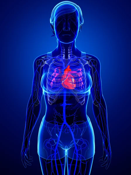 Anatomia do coração humano — Fotografia de Stock