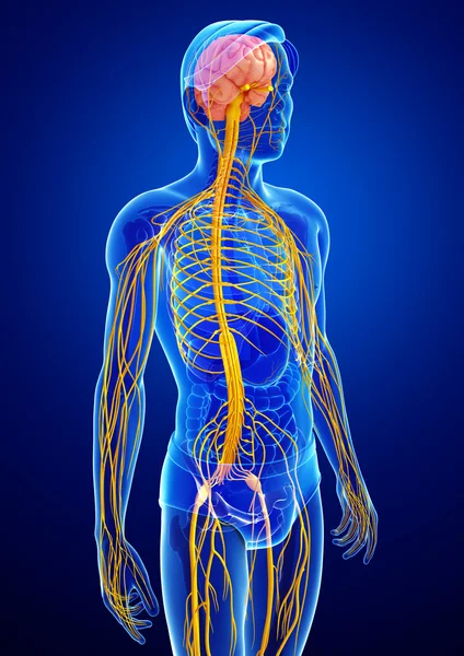 Erkek sinir sistemi sanat