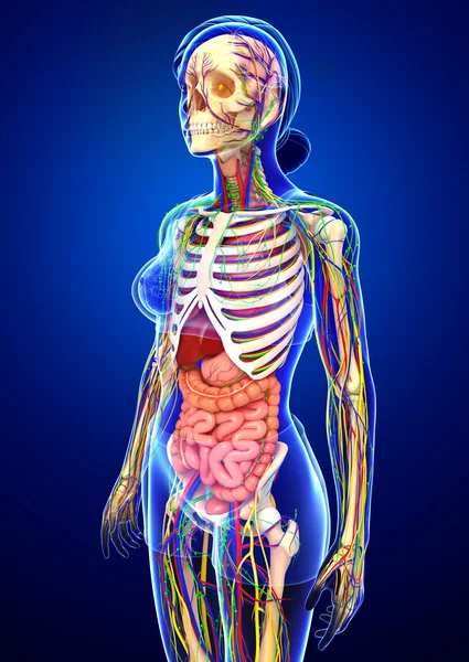 Lymphatic, skeletal, nervous and circulatory system of female bo — Stock Photo, Image