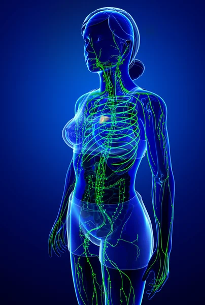 Kadın bedeninin lenfatik sistem