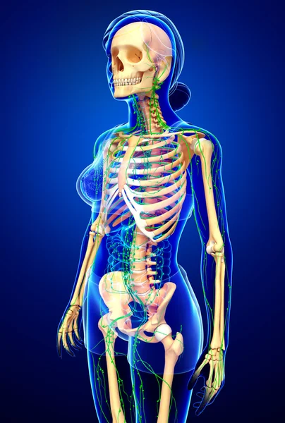 Sistema linfático de obras de arte esqueleto femenino — Foto de Stock