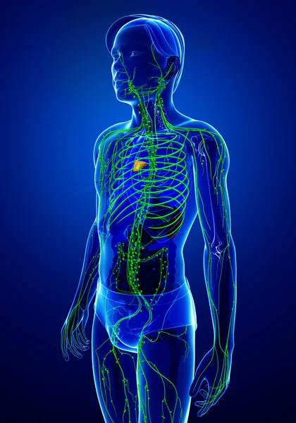 Лимфатическая система мужского тела — стоковое фото