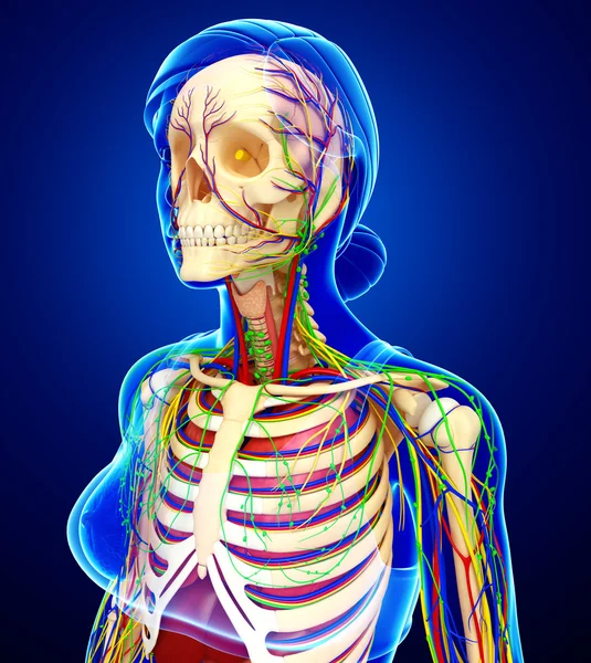 Lymphatic, skeletal, nervous and circulatory system of female bo — Stok Foto