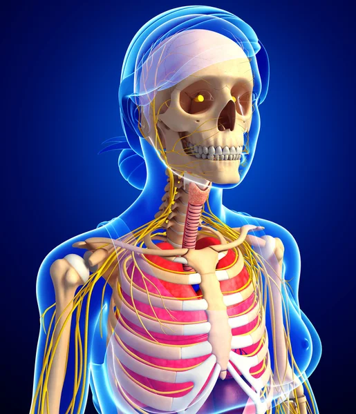 Weibliches Skelett mit Kunstwerk für das Nerven- und Verdauungssystem — Stockfoto
