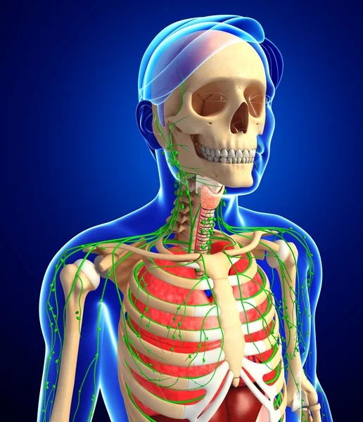 Лимфатическая, скелетная и дыхательная система мужского тела — стоковое фото