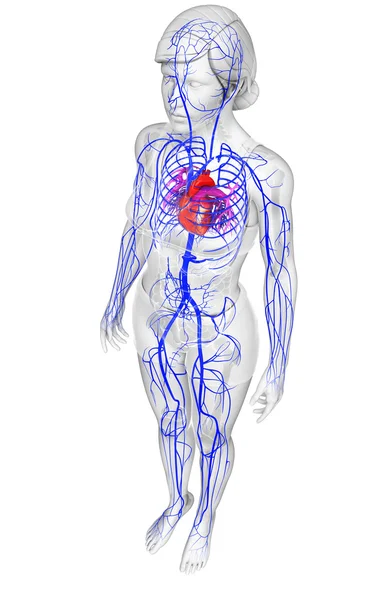 Anatomia do coração humano — Fotografia de Stock