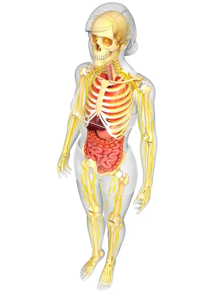 Female body of Nervous and digestive system artwork — Stock Photo, Image