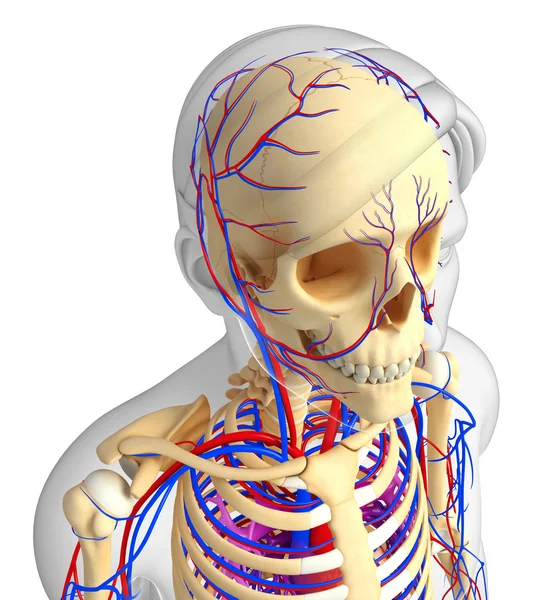 erkek iskelet dolaşım sistemi