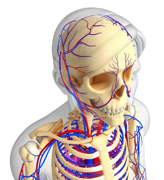 Чоловіча скелетна система кровообігу — стокове фото