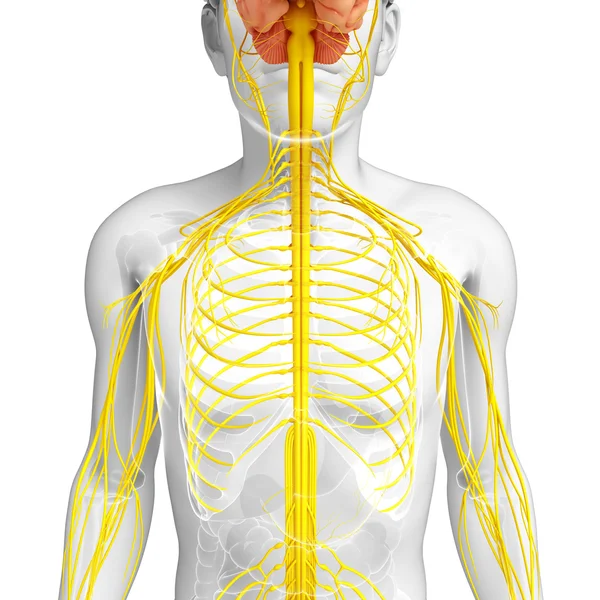 Kresby mužské nervový systém — Stock fotografie