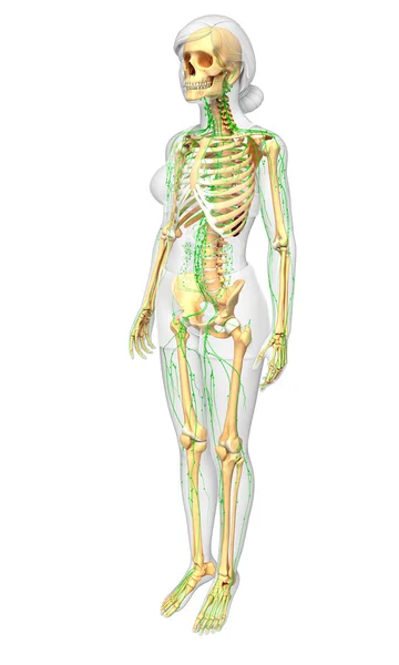 System limfatyczny kobiece szkielet kompozycji — Zdjęcie stockowe