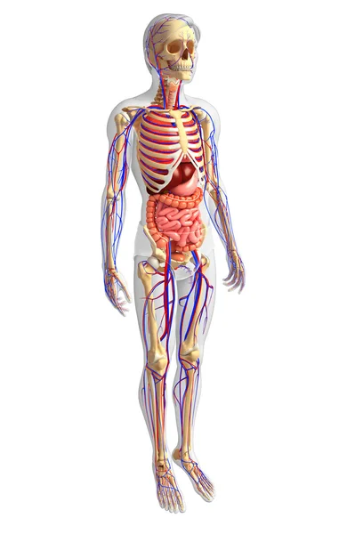 Sistema esquelético, digestivo y circulatorio masculino — Foto de Stock