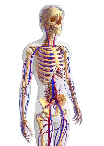 Manliga skelettet cirkulationssystemet — Stockfoto