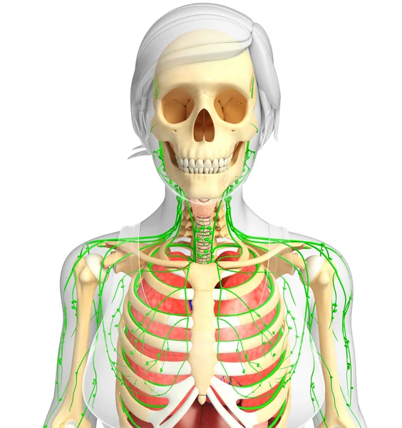 Lymphatic, skeletal and respiratory system of Female body artwor — Stock Photo, Image