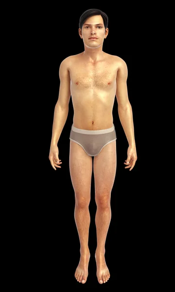 Anatomie des menschlichen Körpers — Stockfoto