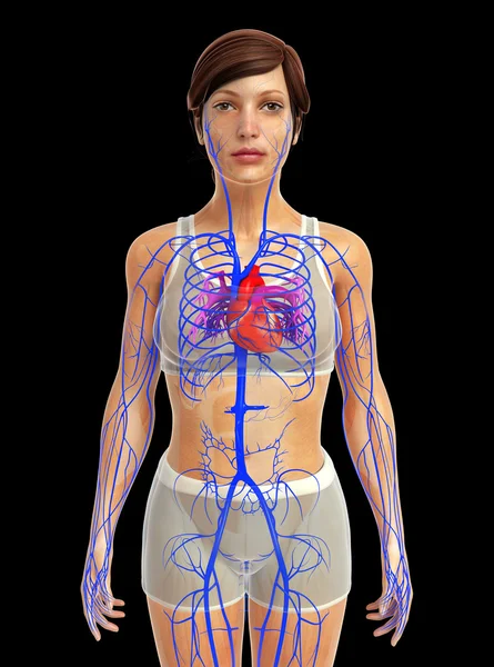 insan kalp anatomisi