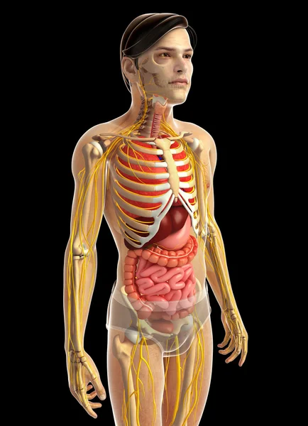 人間の消化器系 — ストック写真