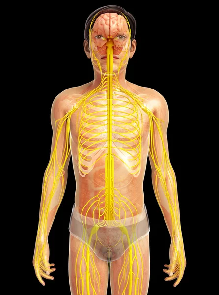 Arte del sistema nervioso humano —  Fotos de Stock