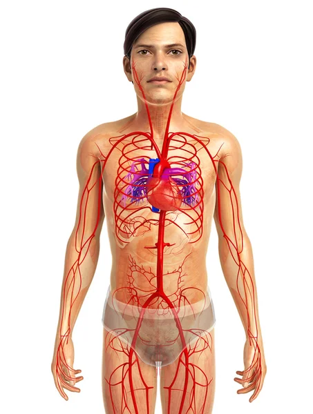 insan kalp anatomisi