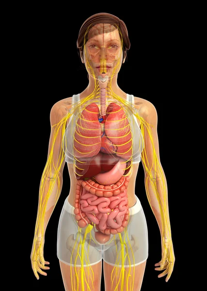 İnsan sindirim sistemi