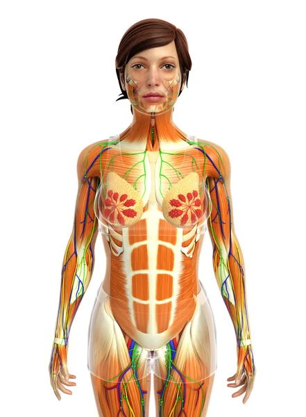 Female muscles anatomy — Stock Photo, Image