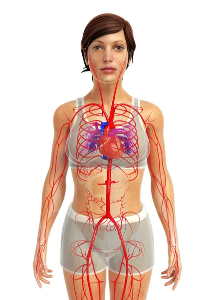 Anatomia ludzkiego serca — Zdjęcie stockowe