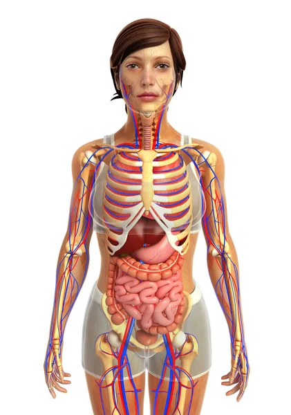 Ludzki układ pokarmowy — Zdjęcie stockowe